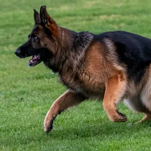 Ein Schäferhund (Symbolfoto).