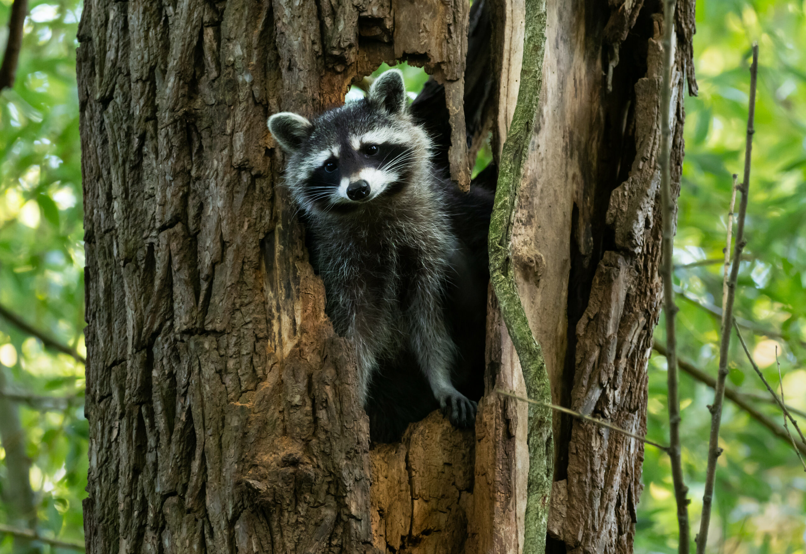 Ein junger Waschbär blickt aus einer Baumhöhle.