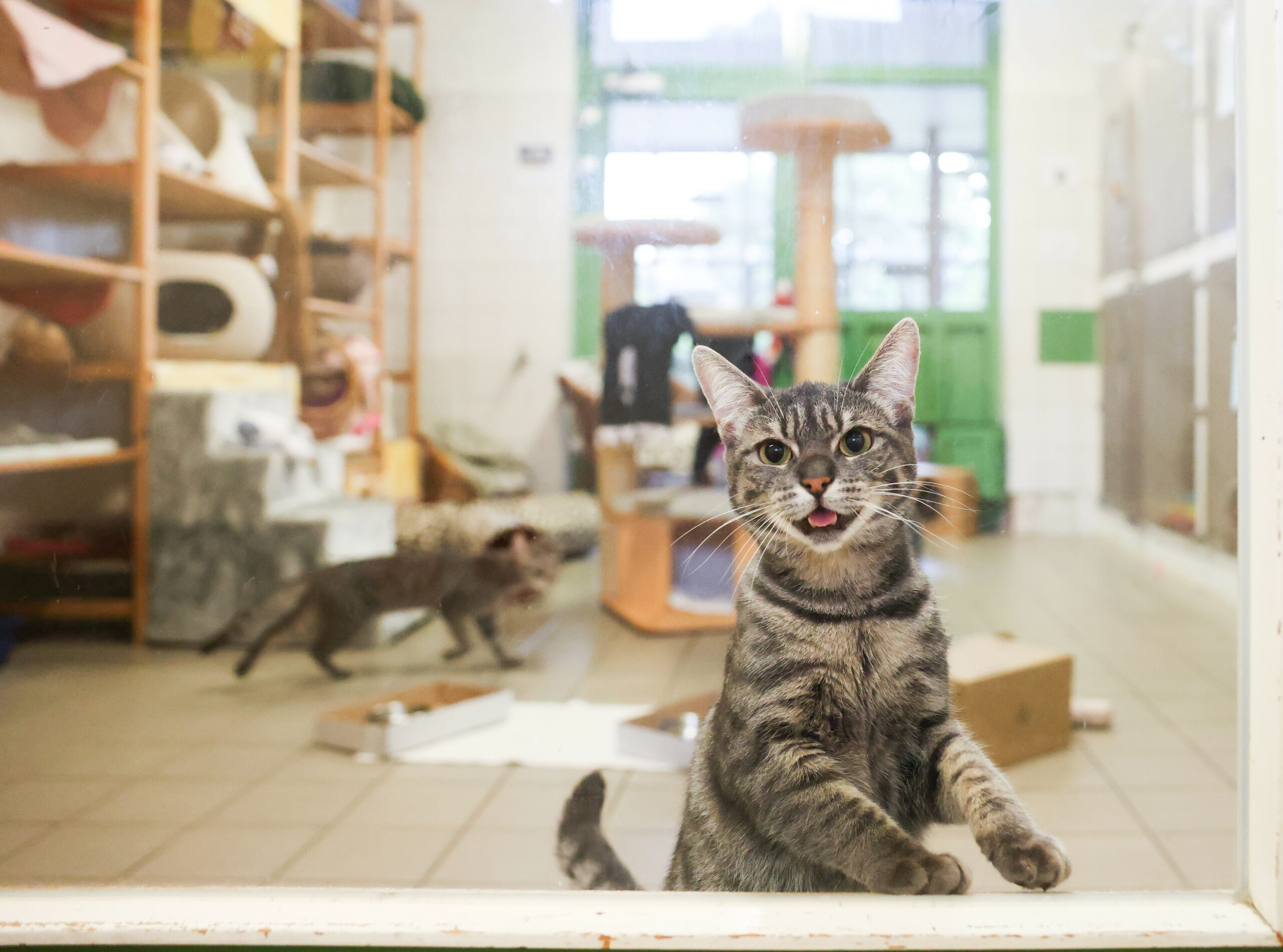 Katzen