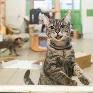 Katzen