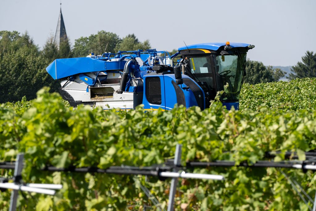Mit einer Traubenvollerntemaschine werden die Trauben von den Rebstöcken in Rattey in einem Weinberg gelesen