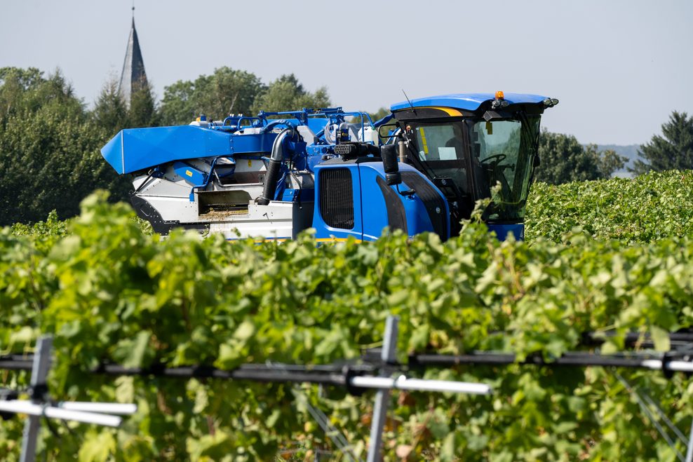 Mit einer Traubenvollerntemaschine werden die Trauben von den Rebstöcken in Rattey in einem Weinberg gelesen