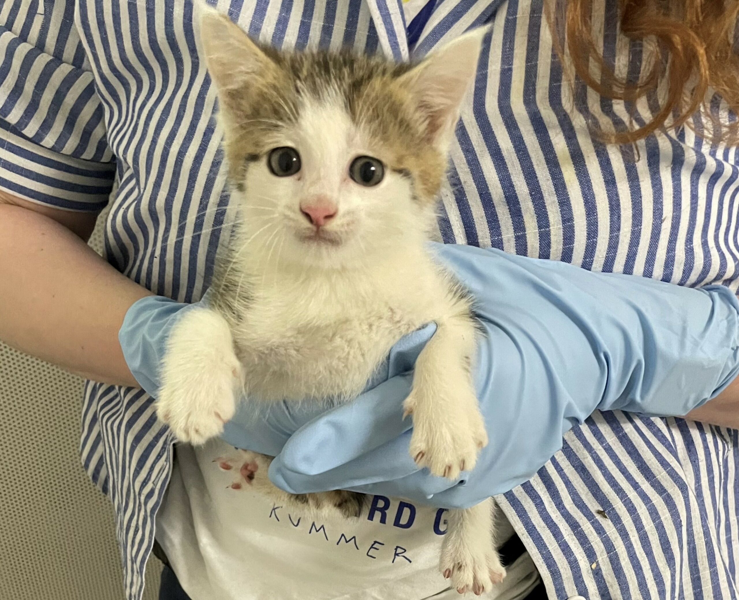 Eine Frau hält ein Katzenbaby. (Symbolbild)