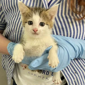 Eine Frau hält ein Katzenbaby. (Symbolbild)