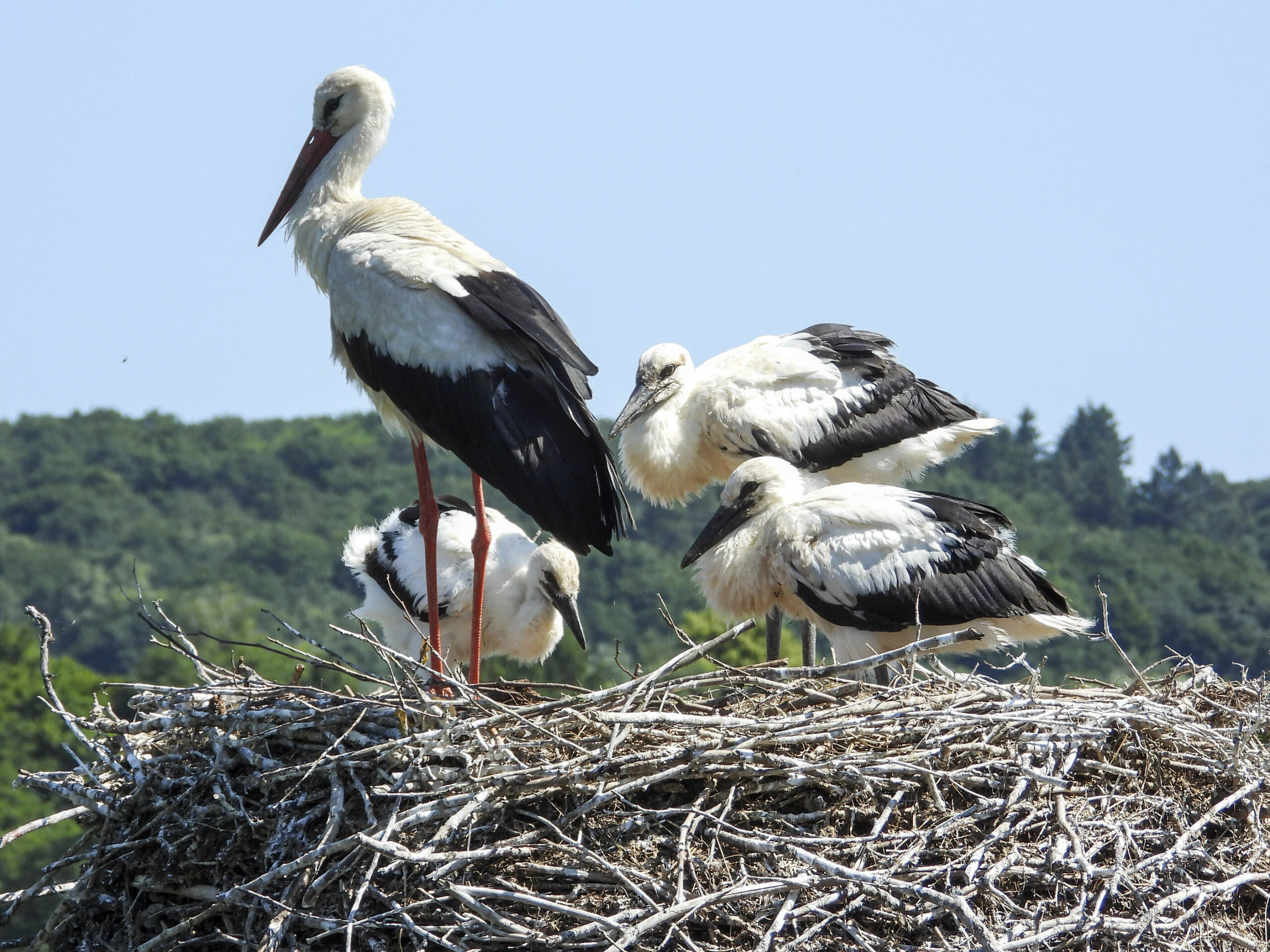 Eine Storch-Familie steht in ihrem Nest.