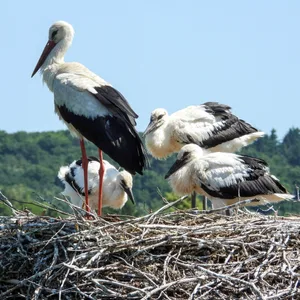 Eine Storch-Familie steht in ihrem Nest.