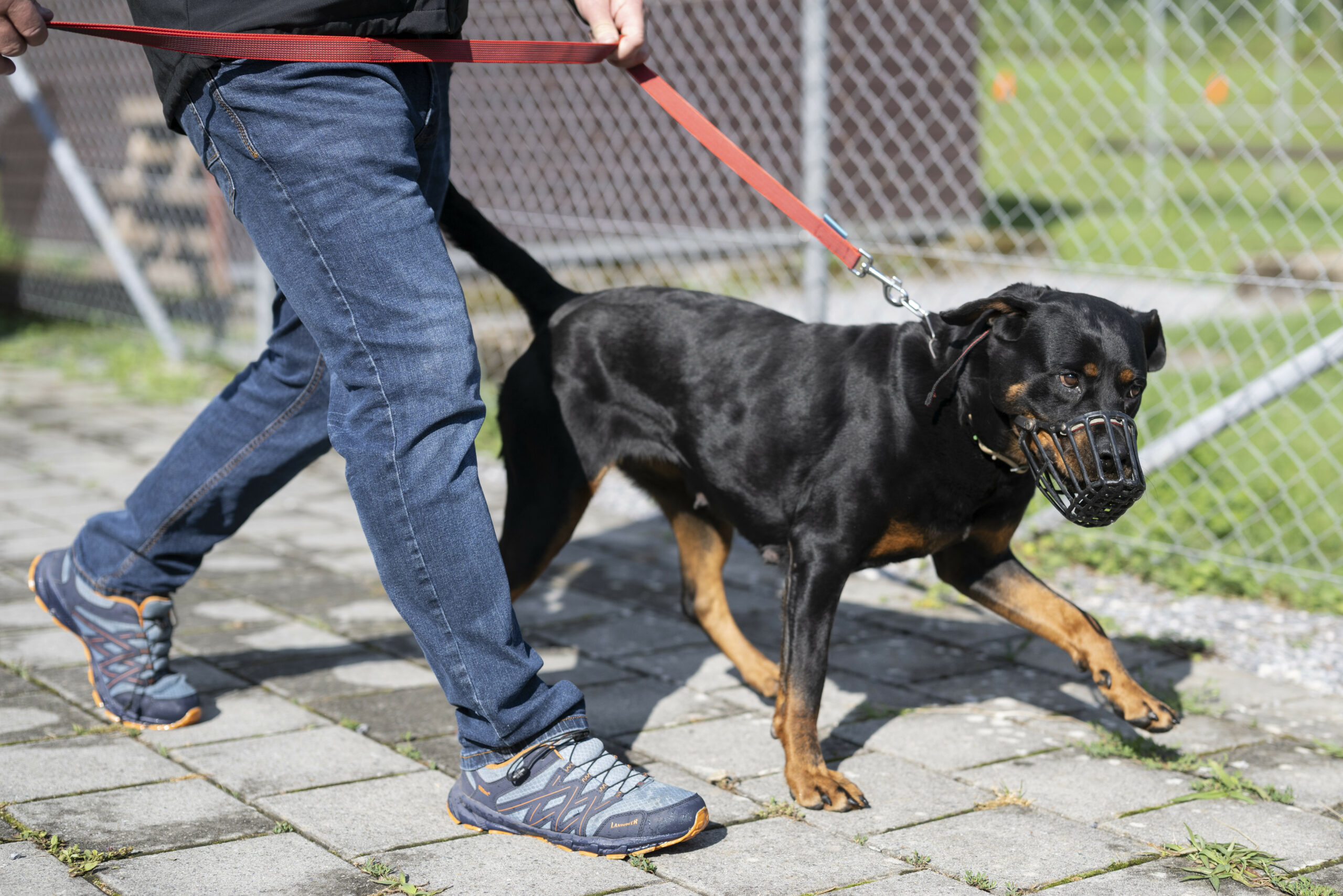 Ein Junge wurde von einem Rottweiler totgebissen. In vielen Bundesländern sind Rottweiler Listenhunde. (Symbolbild)