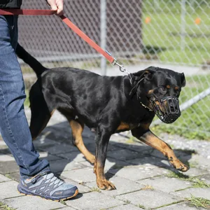 Ein Junge wurde von einem Rottweiler totgebissen. In vielen Bundesländern sind Rottweiler Listenhunde. (Symbolbild)