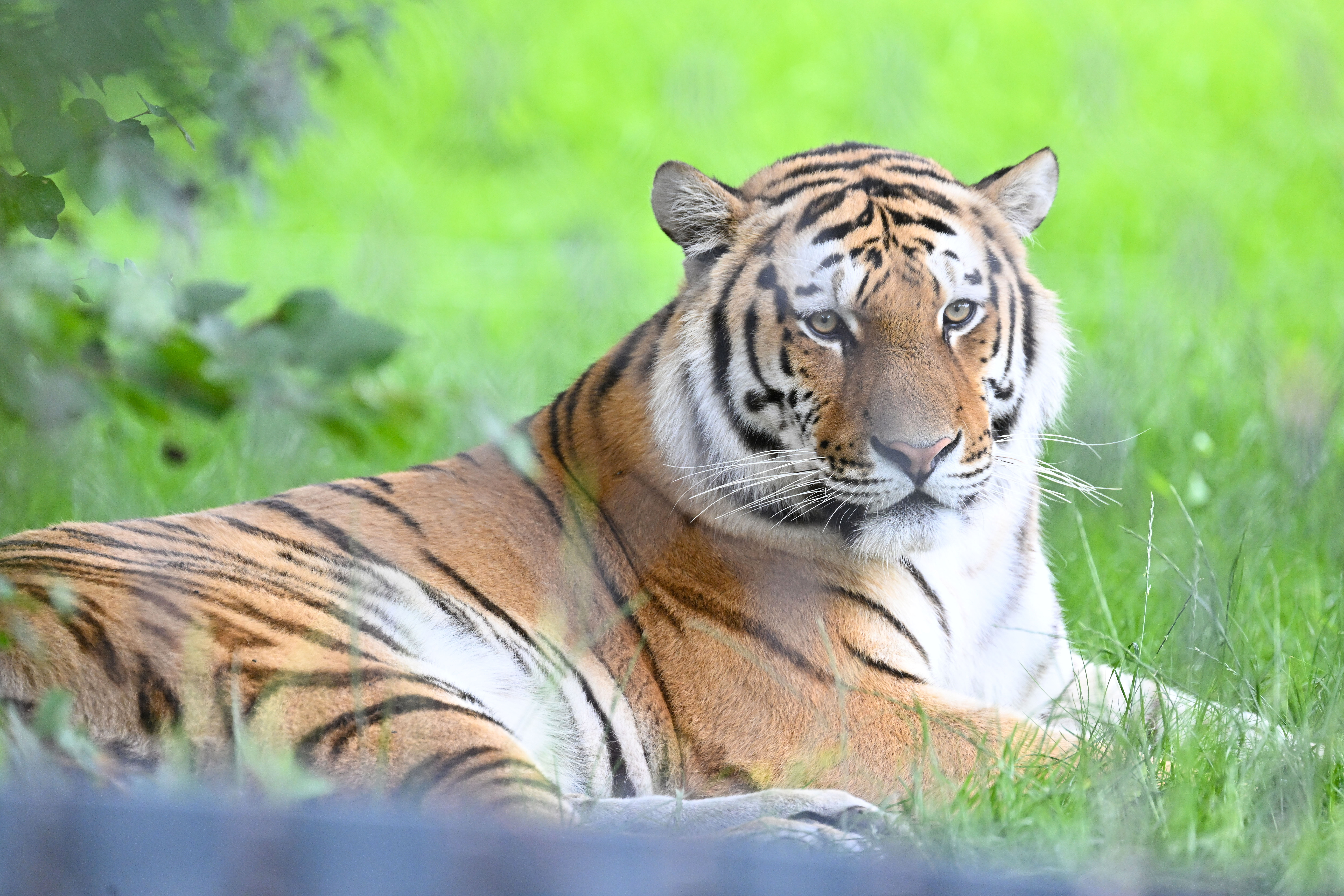 Ein Tiger liegt hinter einem Zaun auf einem Stück Rasen.