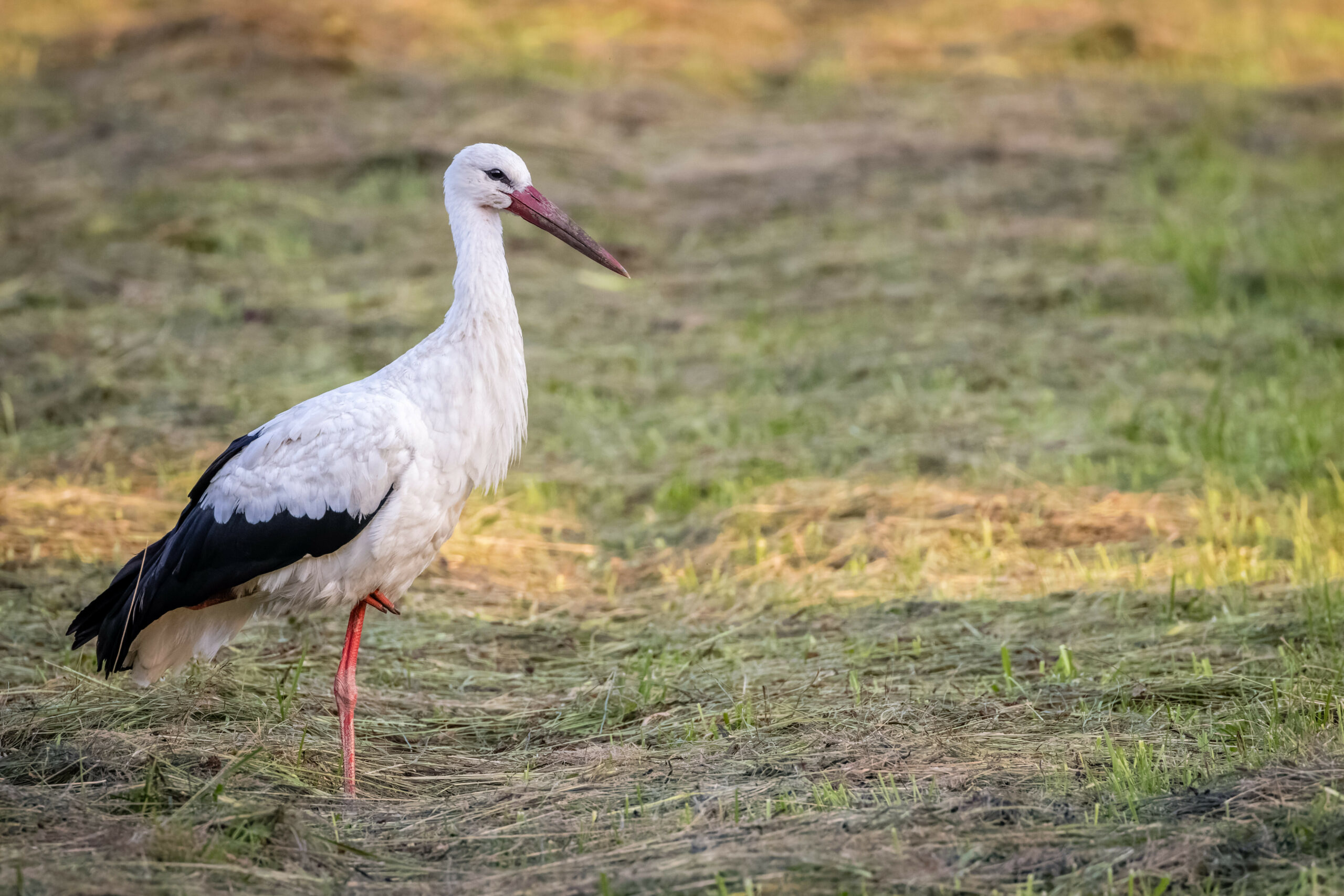 Storch