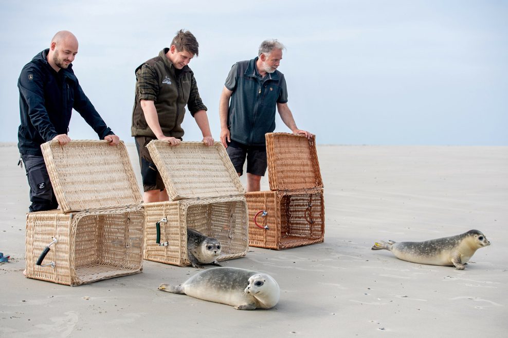 Seehunde