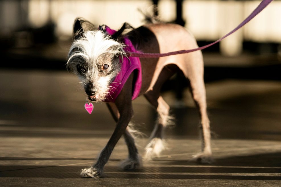 Poppy, ein Chinesischer Schopfhund