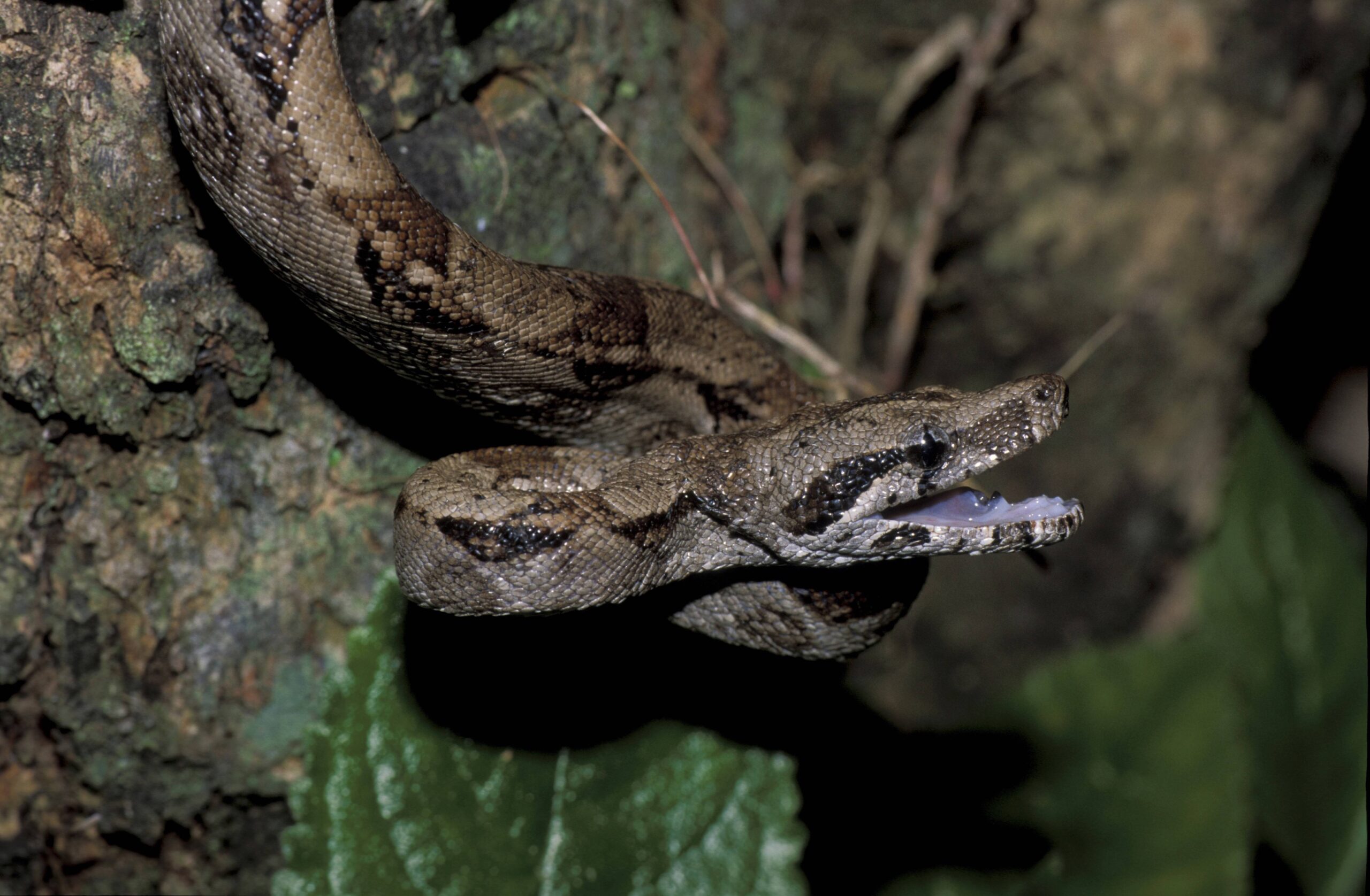 Boa Constrictor