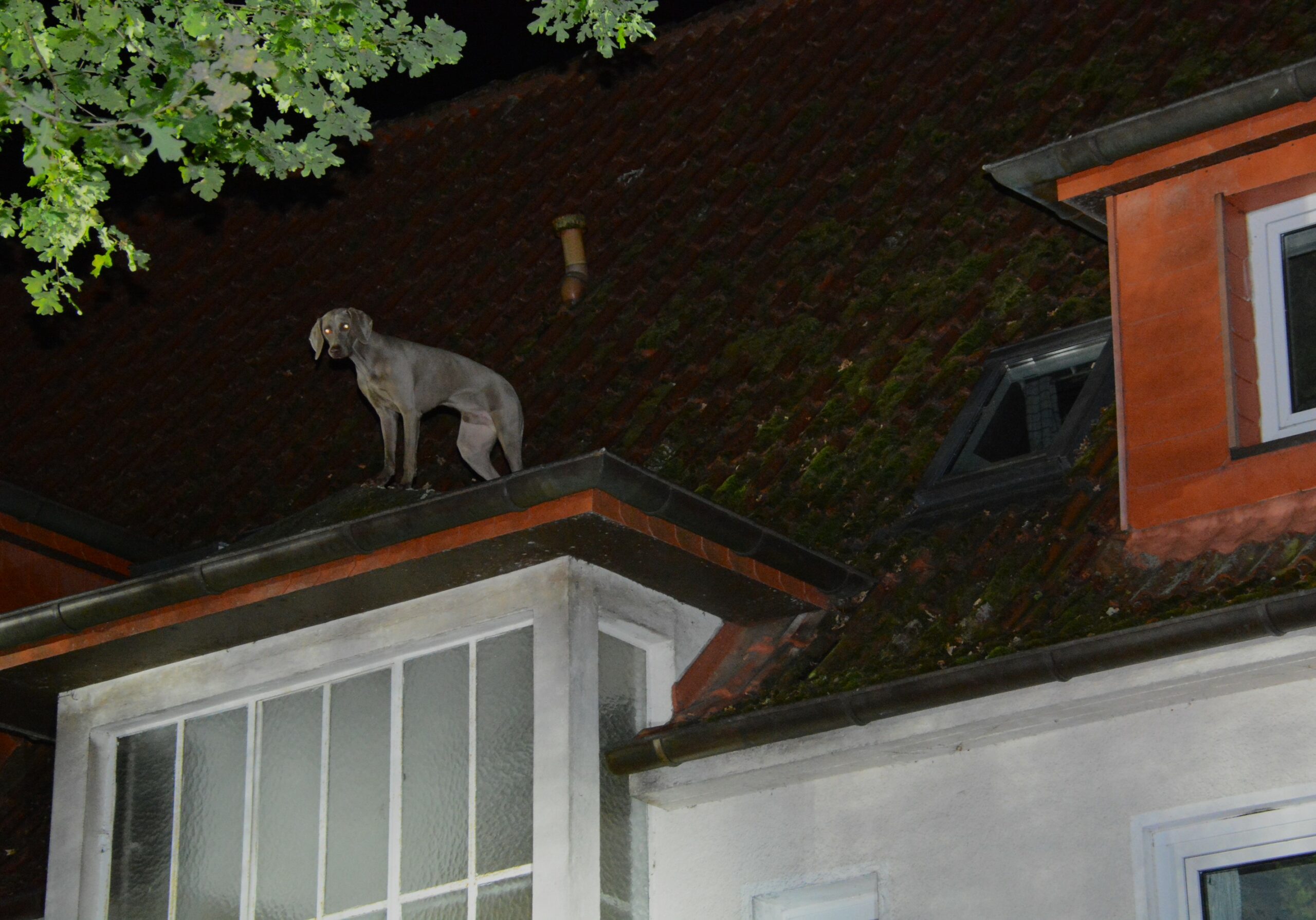 Ein Hund auf einem Dach