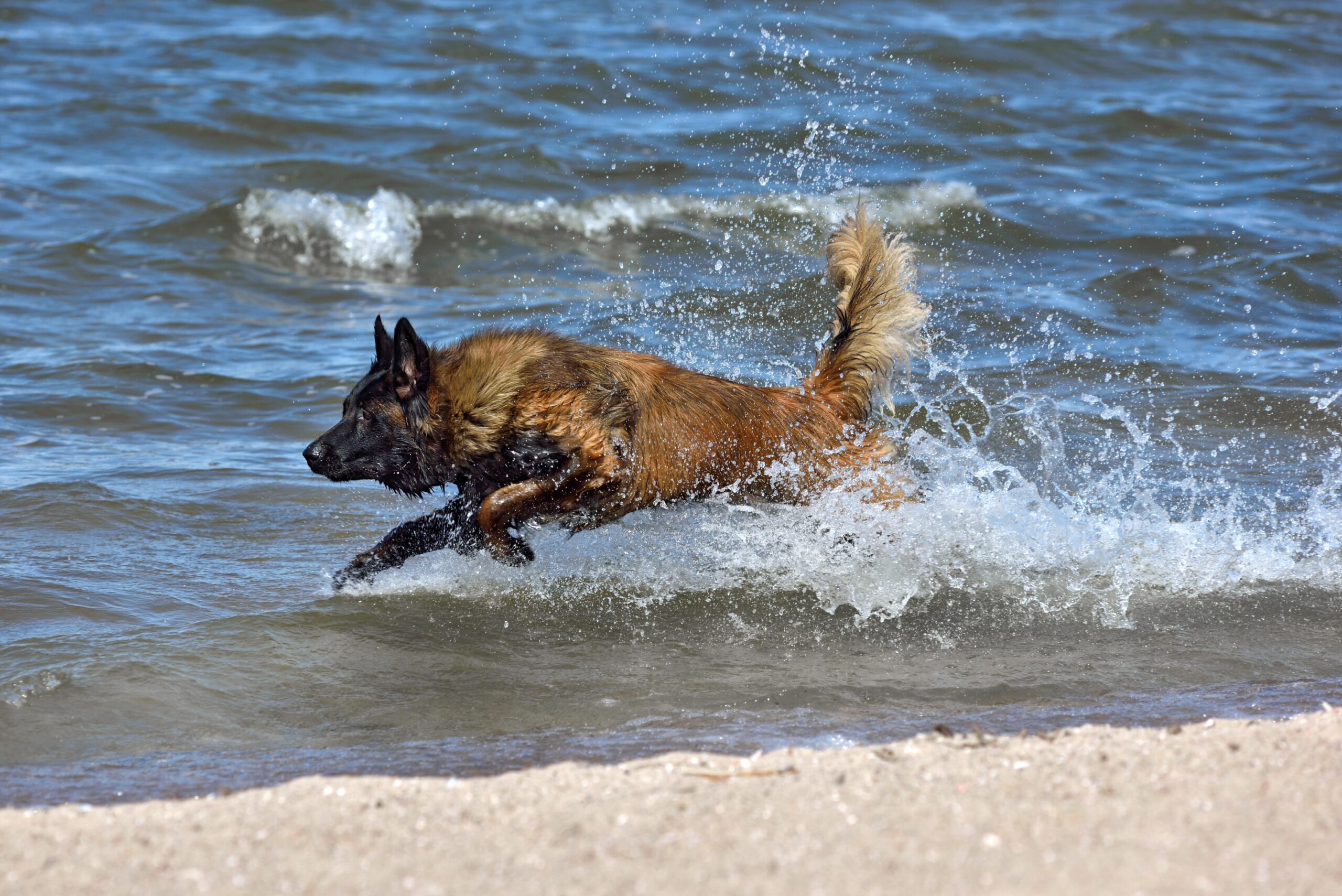 Hund rennt ins Meer (Symbolbild).