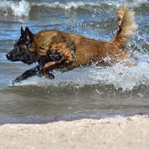Hund rennt ins Meer (Symbolbild).