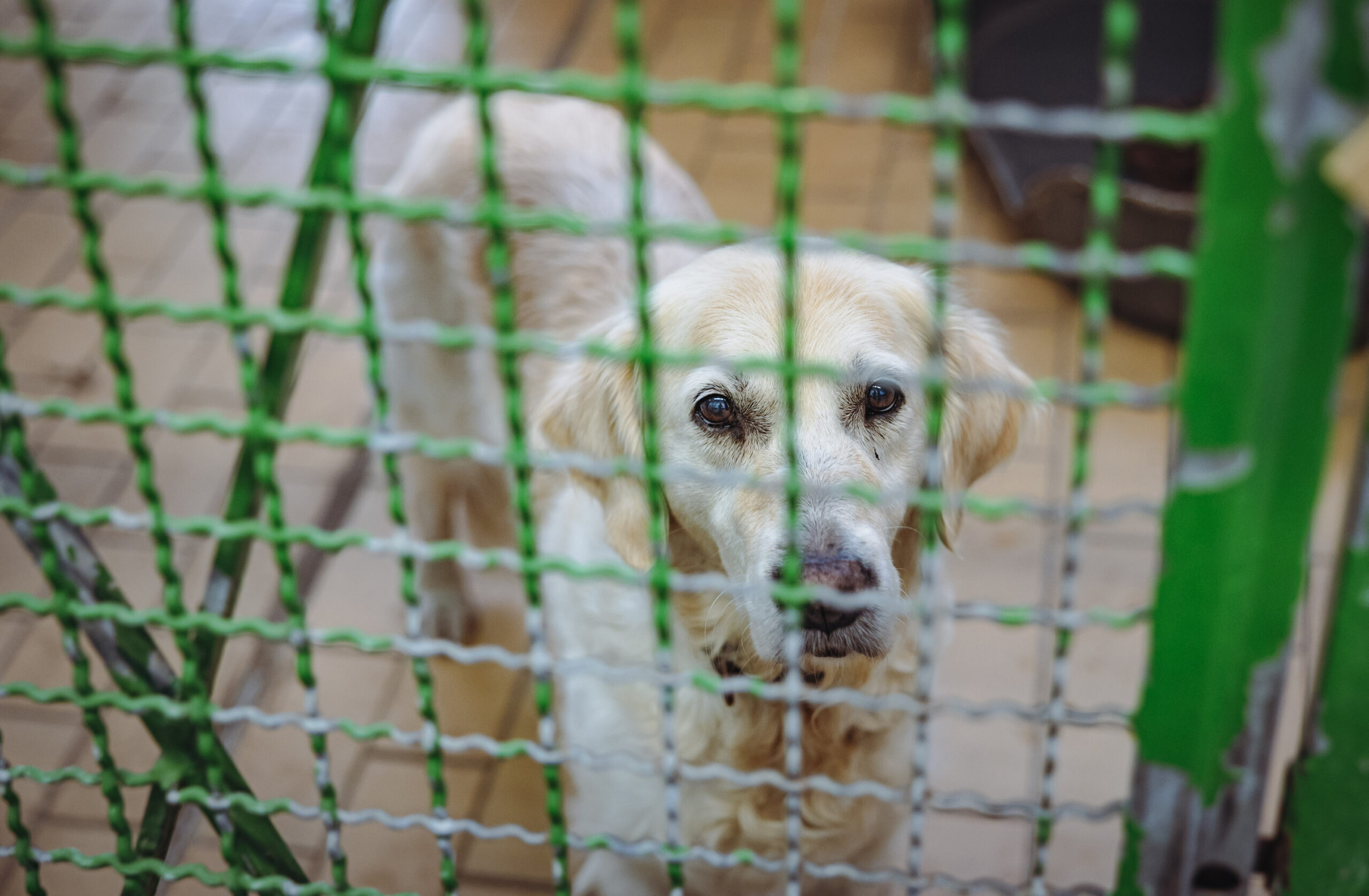 Hund in einem Zwinger des Tierheims Süderstraße in Hamburg.