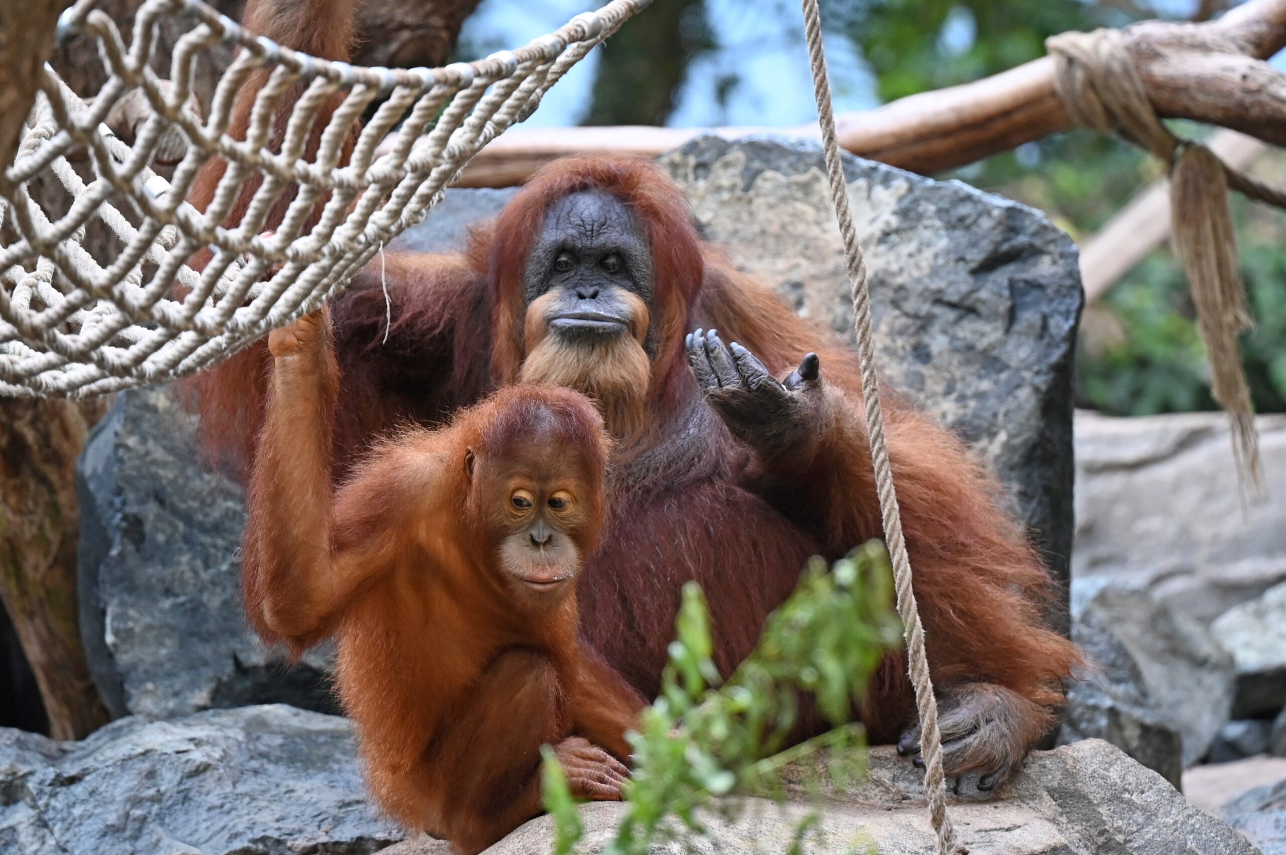 Orang-Utan-Dame Bella mit ihrem Ziehsohn Berani im Hamburger Tierpark Hagenbeck.