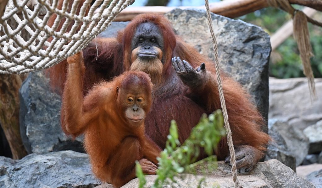 Weltrekord-bei-Hagenbeck-Affen-Seniorin-h-lt-sich-mit-wichtiger-Aufgabe-fit