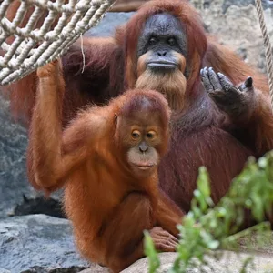 Orang-Utan-Dame Bella mit ihrem Ziehsohn Berani im Hamburger Tierpark Hagenbeck.