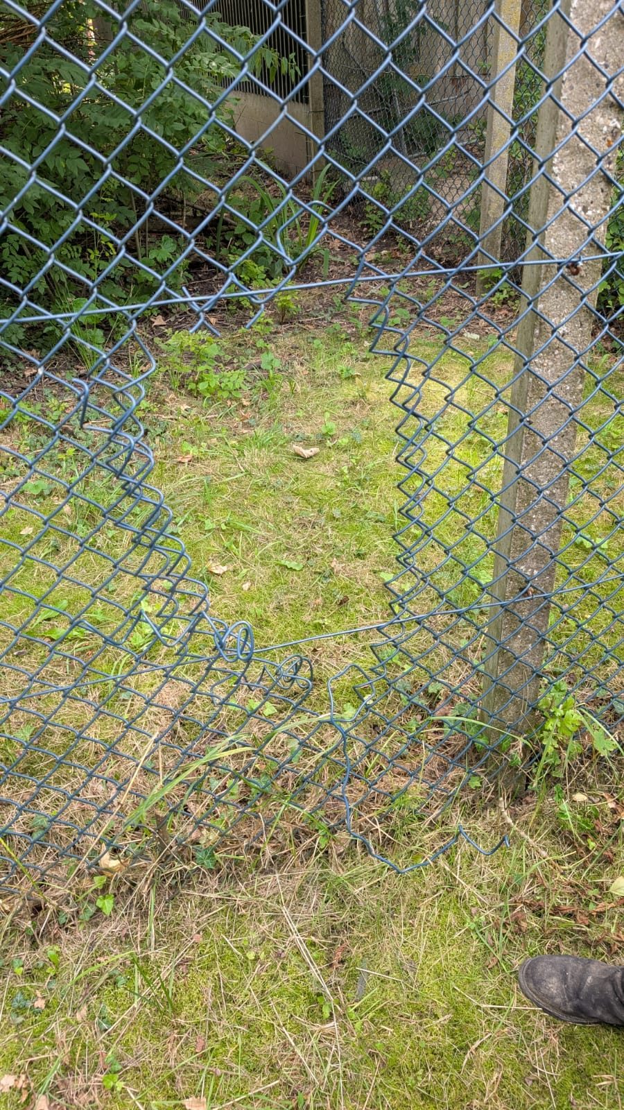 Ein großes Loch klafft in dem Außendrahtzaun des Tierparks.