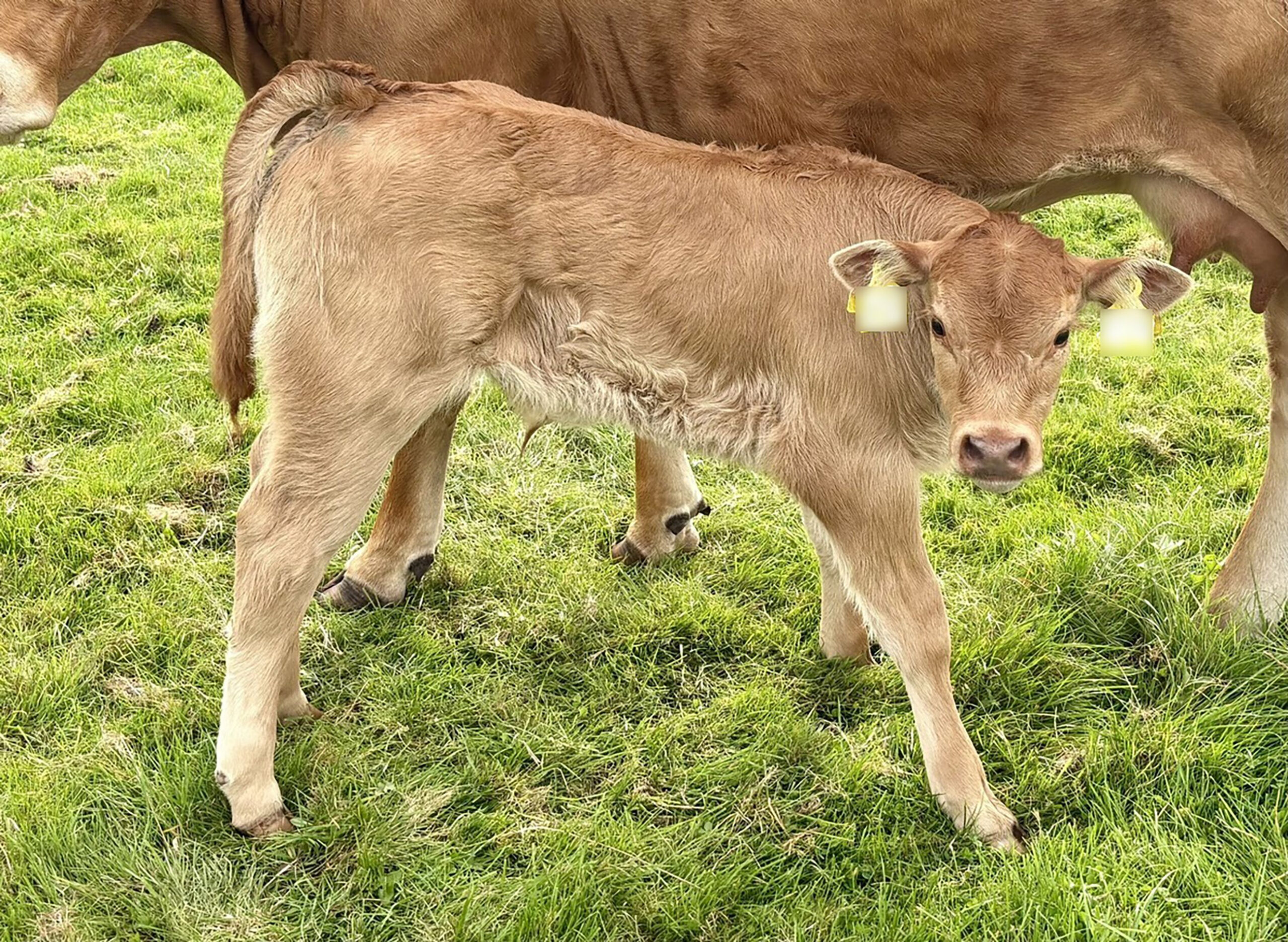 Ein Kalb steht auf einer Weide