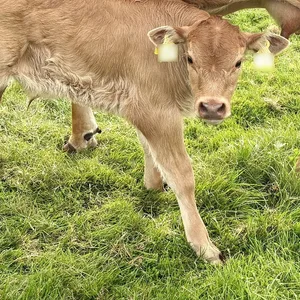 Ein Kalb steht auf einer Weide