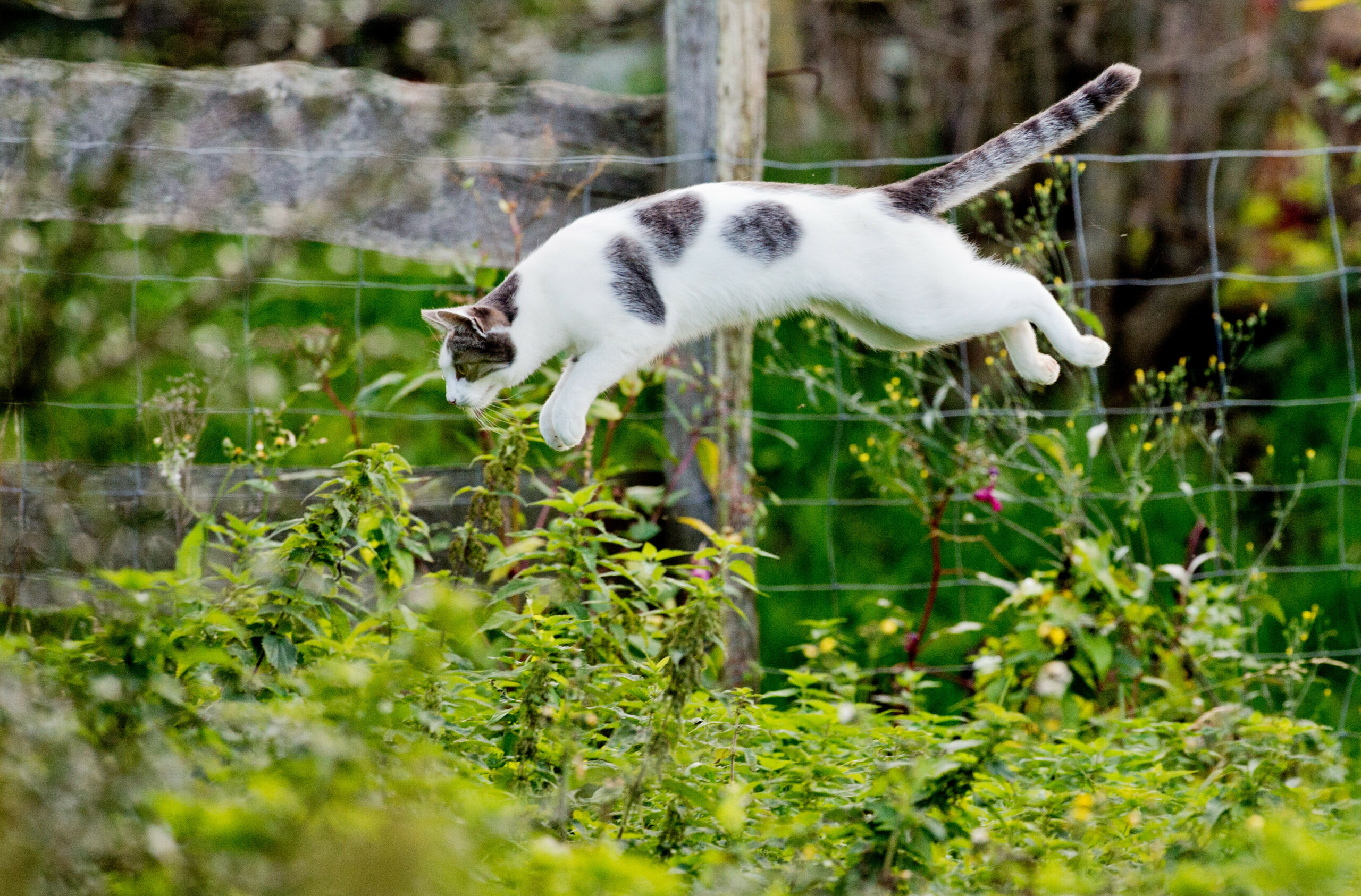Eine springende Katze