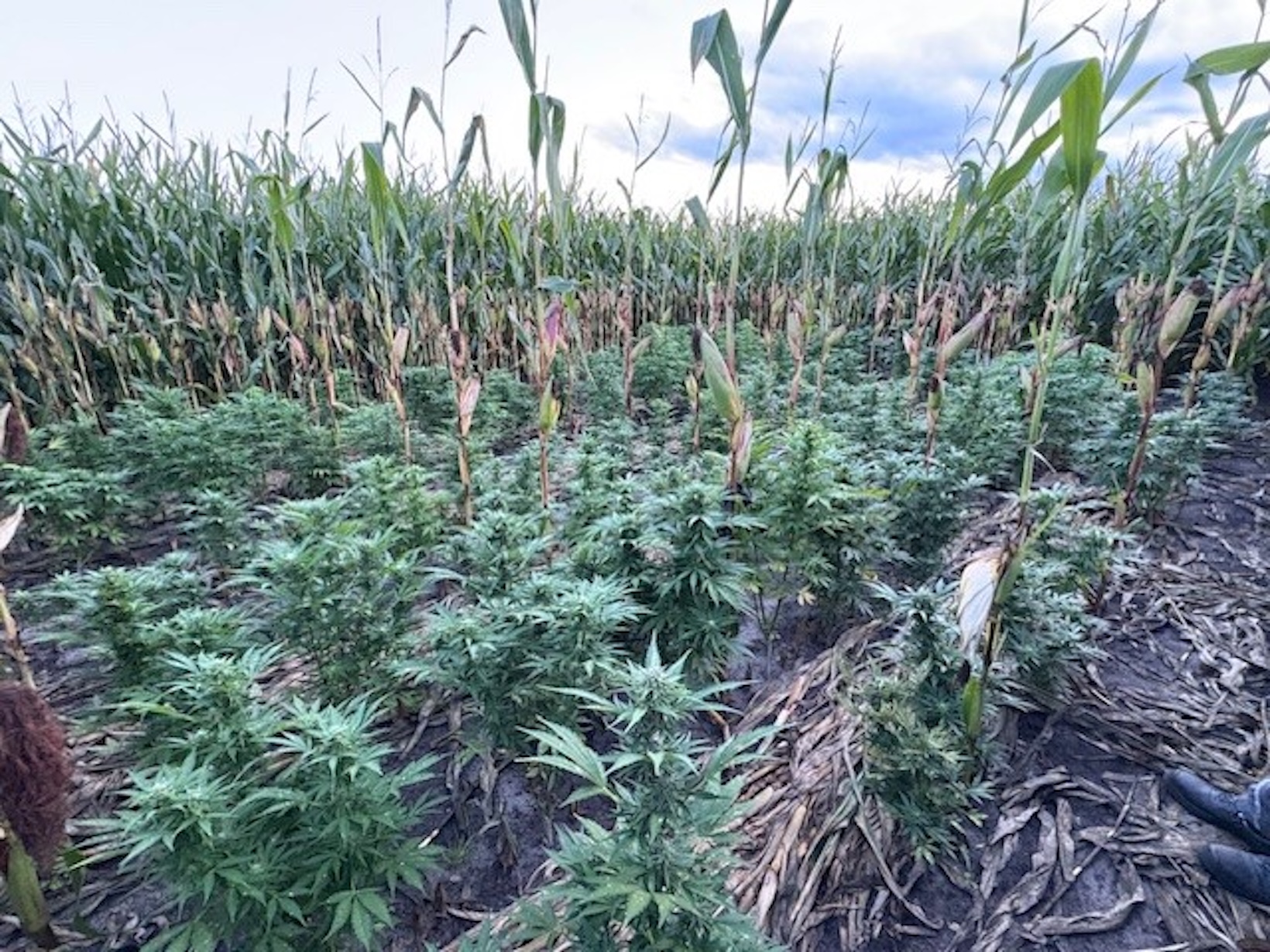 Ein Landwirt hat in Padenstedt eine illegale Hanfplantage mitten in seinem Maisfeld entdeckt.