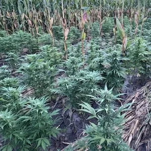 Ein Landwirt hat in Padenstedt eine illegale Hanfplantage mitten in seinem Maisfeld entdeckt.