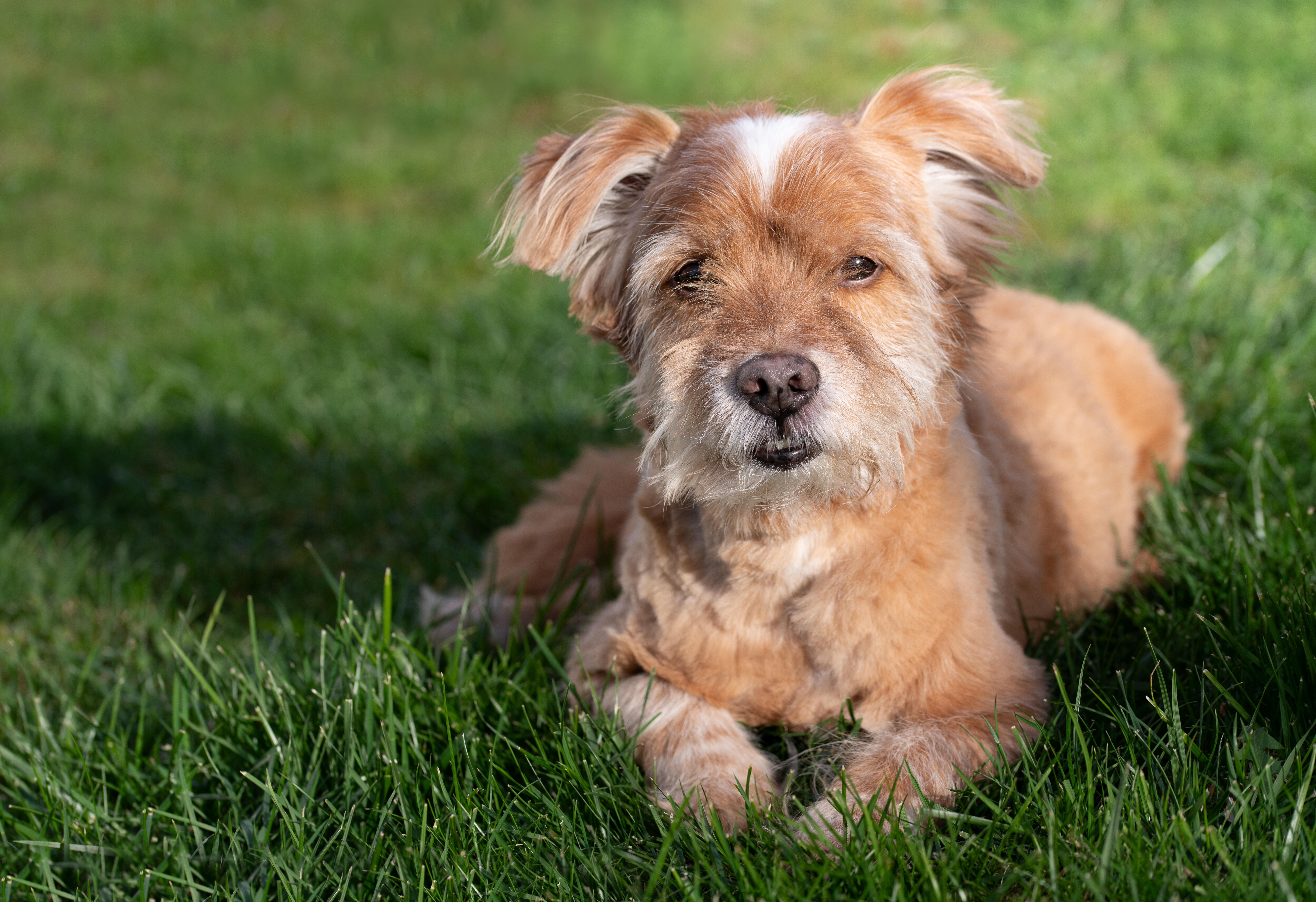 Australian Terrier