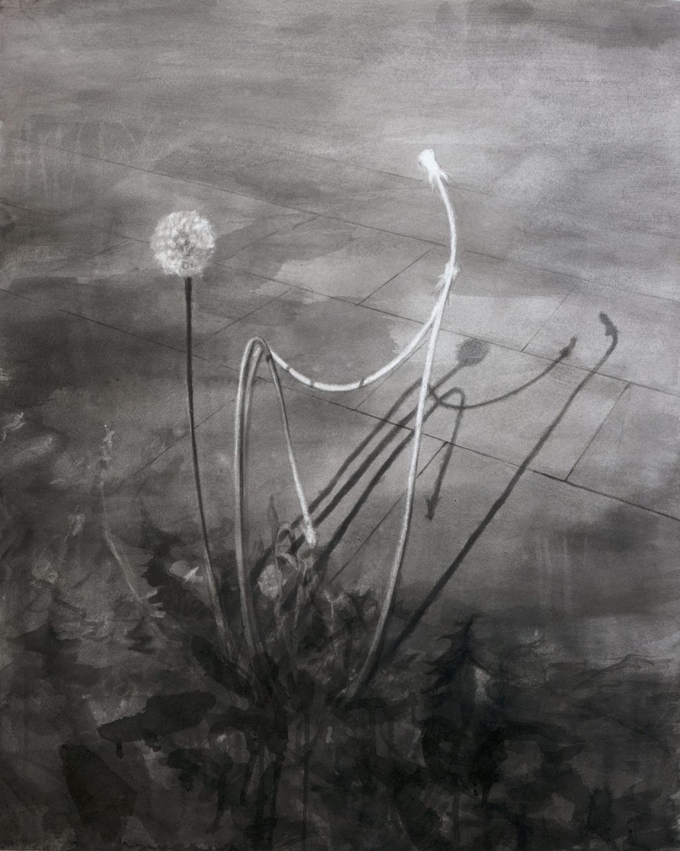 Schwarz-Weiß Gemälde einer Pusteblume