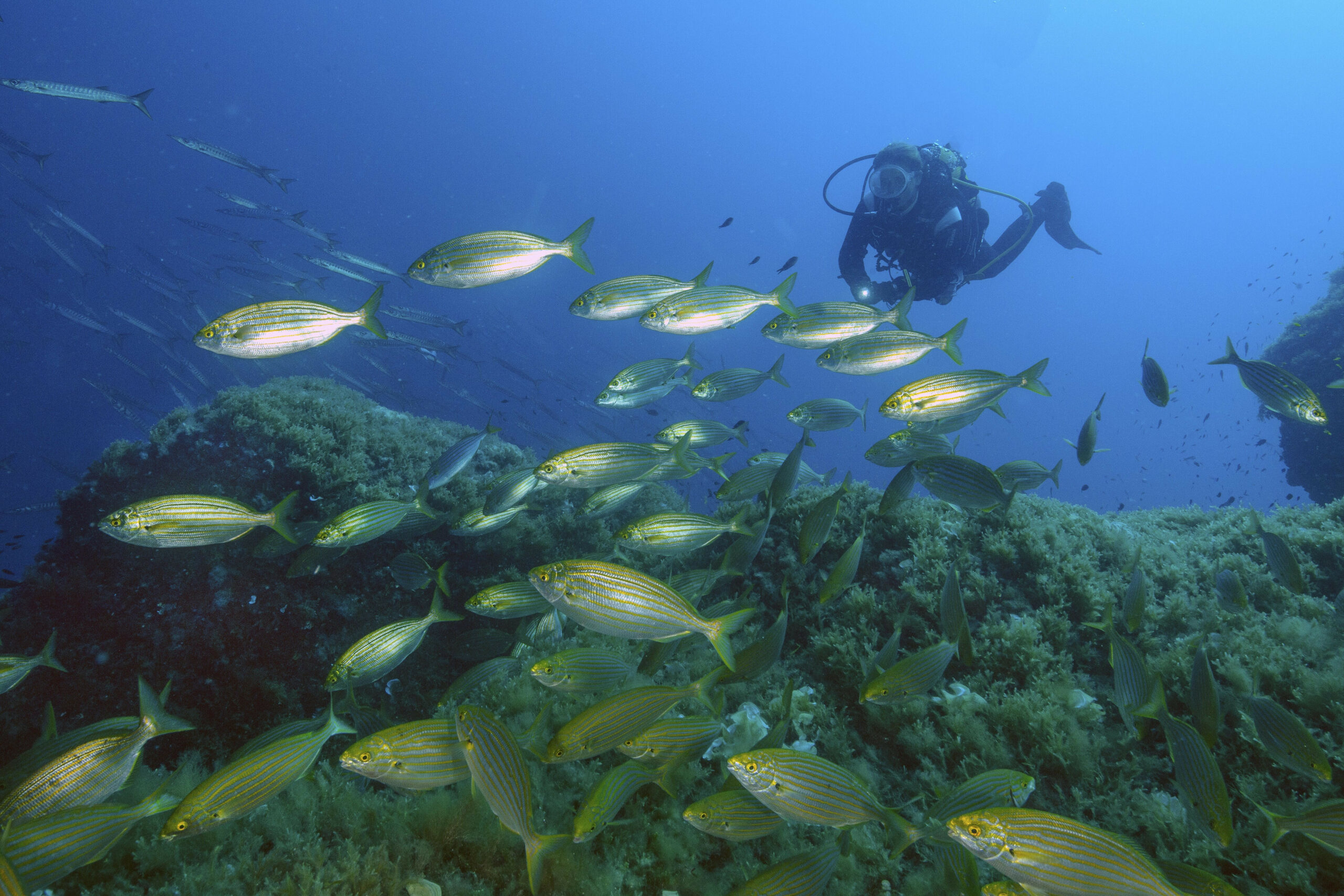 Taucher blickt auf beobachtet schwimmt hinter Fischschwarm.