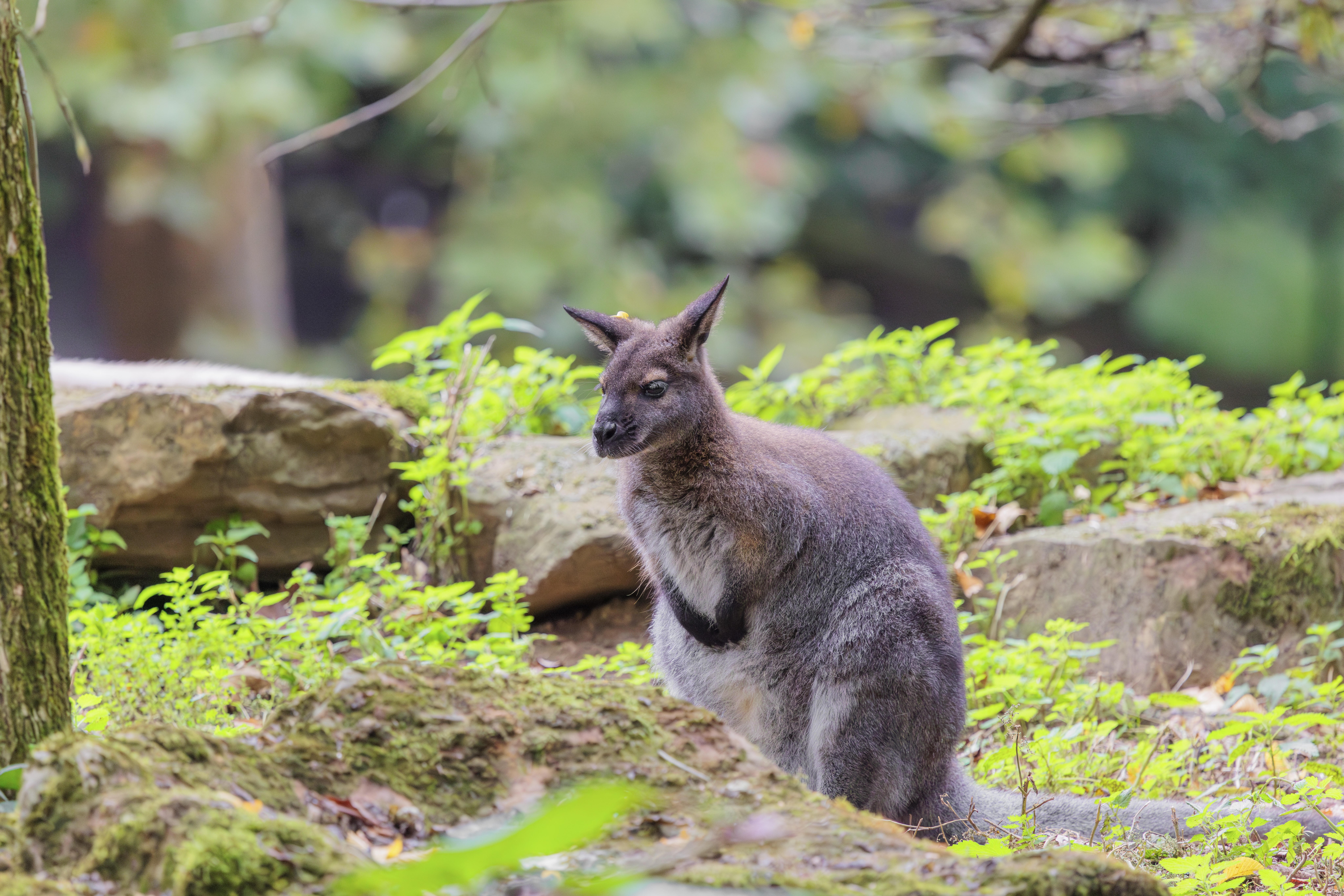 Ein Wallaby sitzt im grünen Dickicht zwischen Felsen am Waldrand.