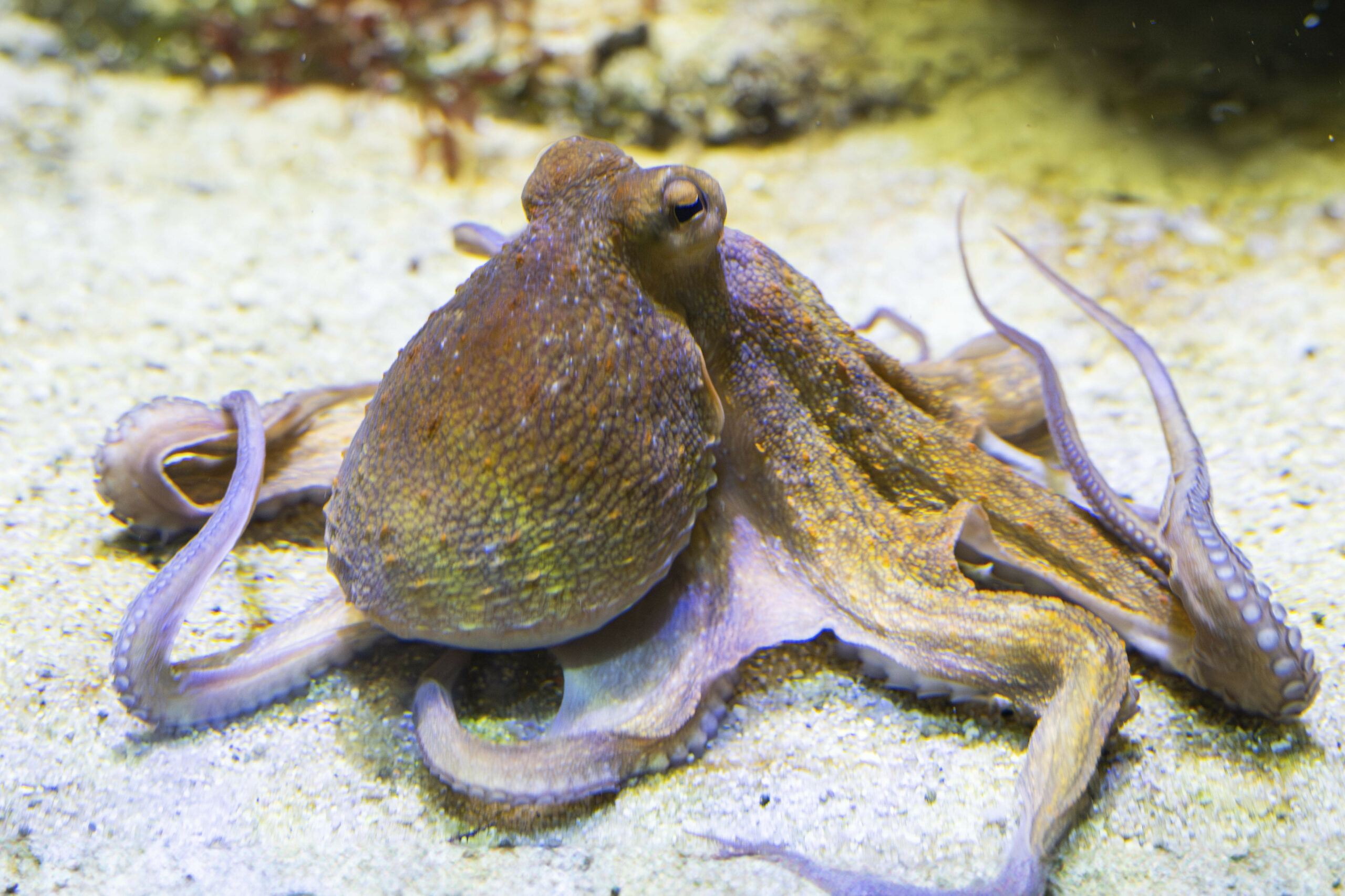 Gewöhnlicher Oktopus