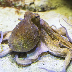 Gewöhnlicher Oktopus