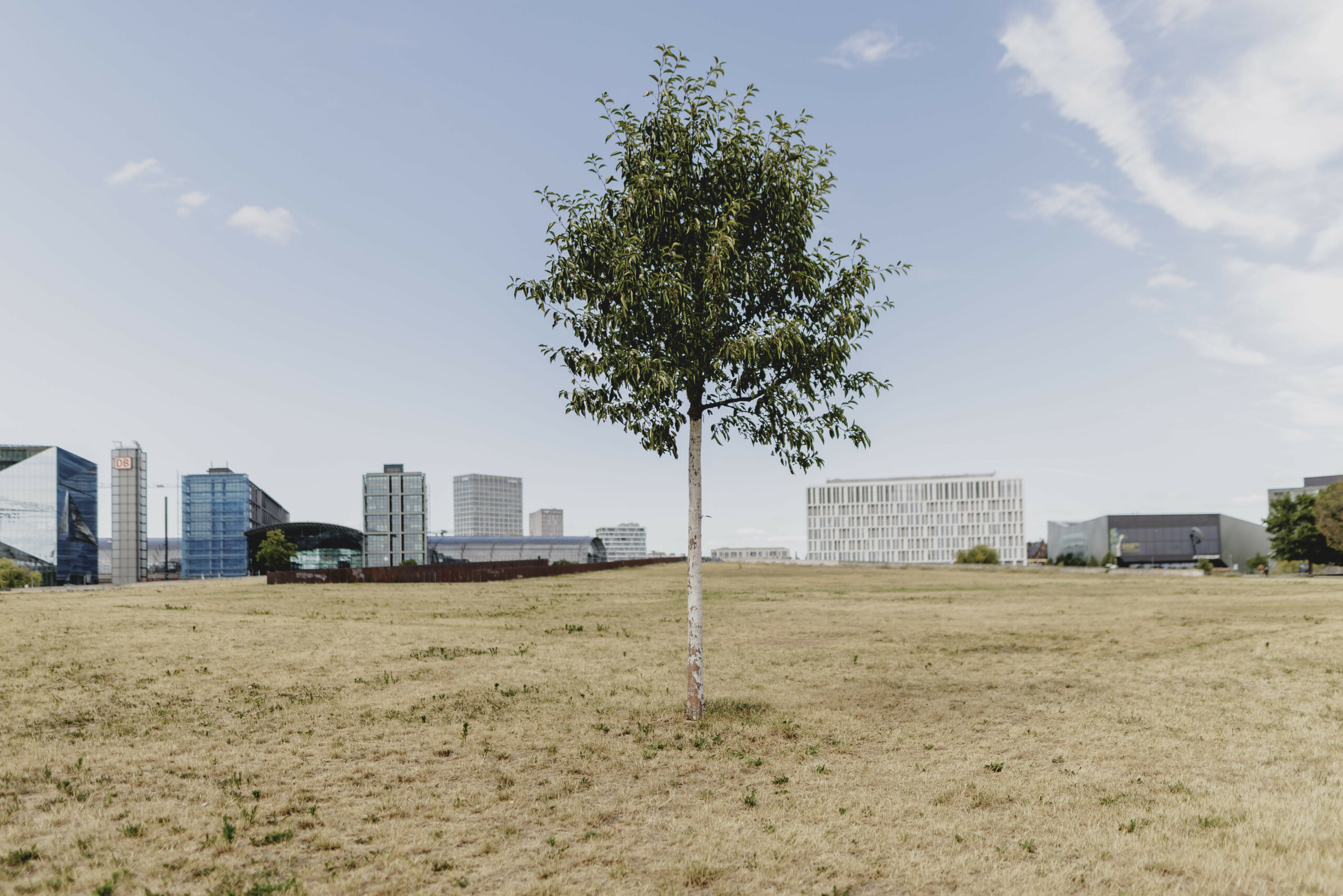 Rasen Berlin