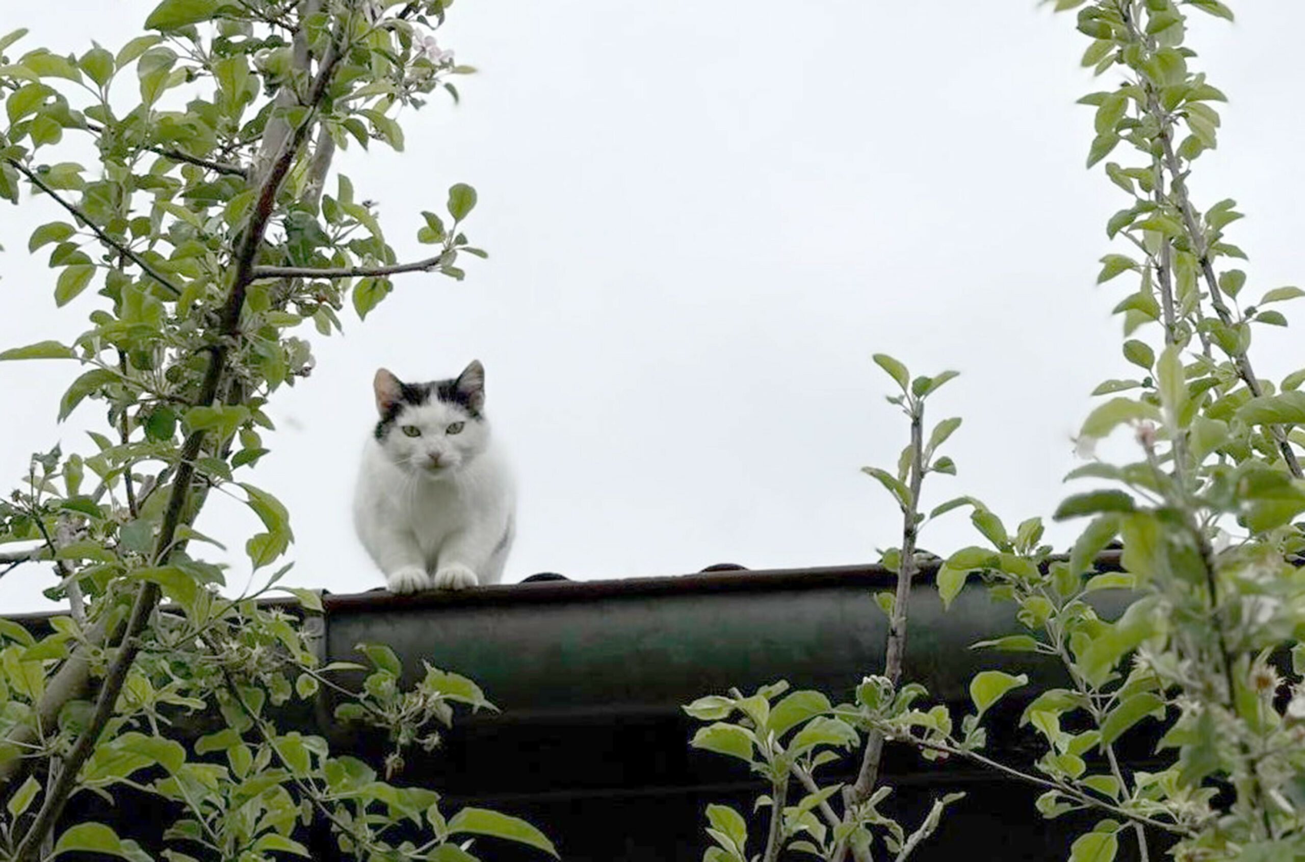 Eine streunende Katze auf der Jagd – eine Szene aus der neuen Arte-Doku.