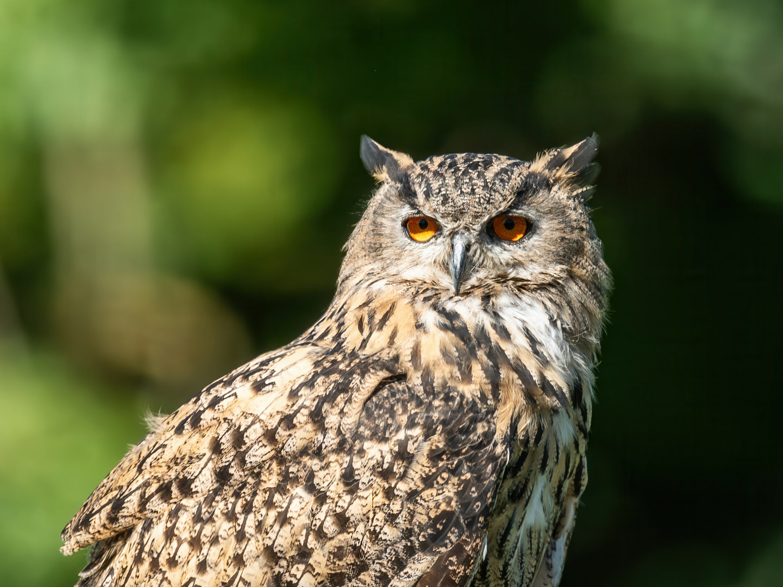 Ein Eule vor grünem Hintergrund.
