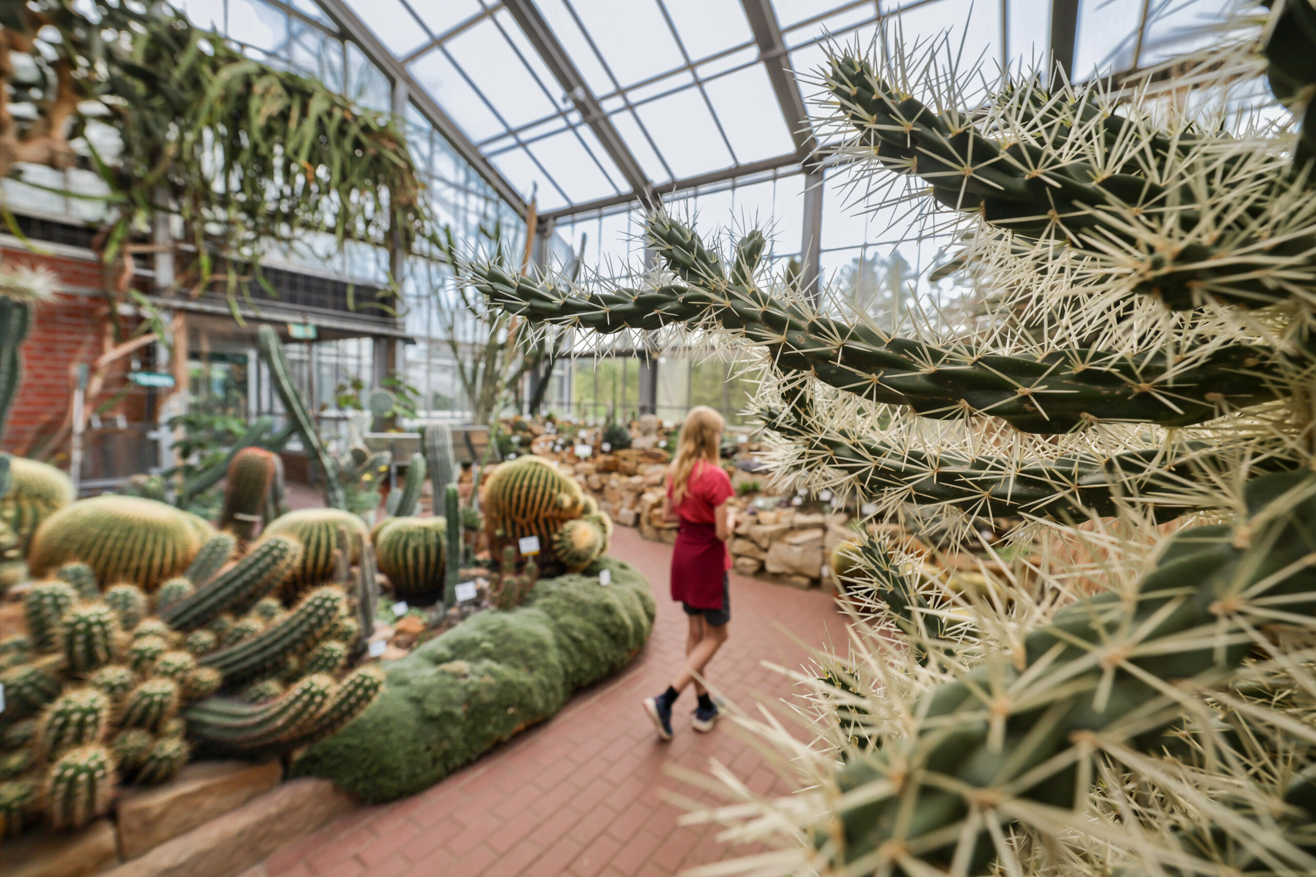 Zahlreiche Pflanzen aus den Trockenregionen Nord-, Mittel- und Südamerikas stehen im Schaugewächshaus „Aridhaus Amerika“ des Botanischen Garten Kiel dicht beieinander.