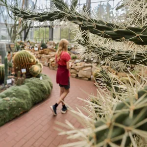 Zahlreiche Pflanzen aus den Trockenregionen Nord-, Mittel- und Südamerikas stehen im Schaugewächshaus „Aridhaus Amerika“ des Botanischen Garten Kiel dicht beieinander.