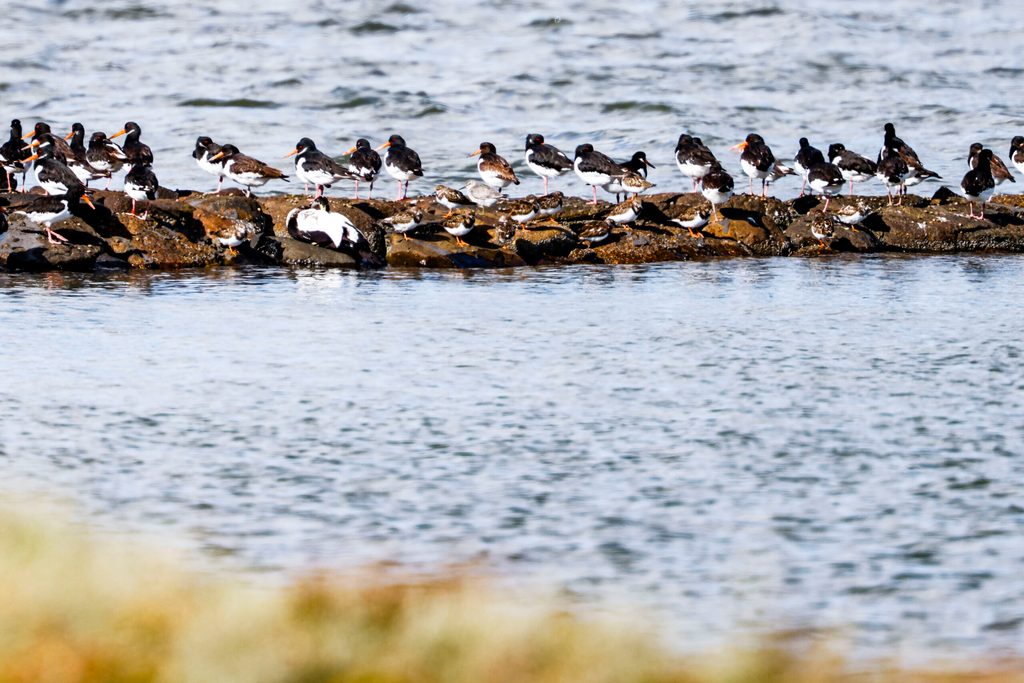 Knutt im Wattenmeer