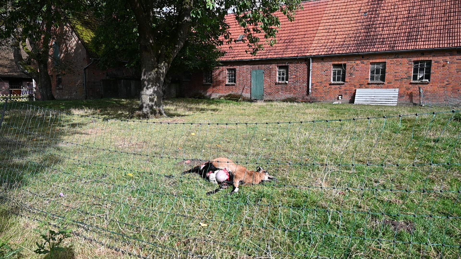 Schaf Scheune Weide Wolf