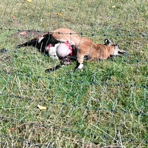 Schaf Scheune Weide Wolf