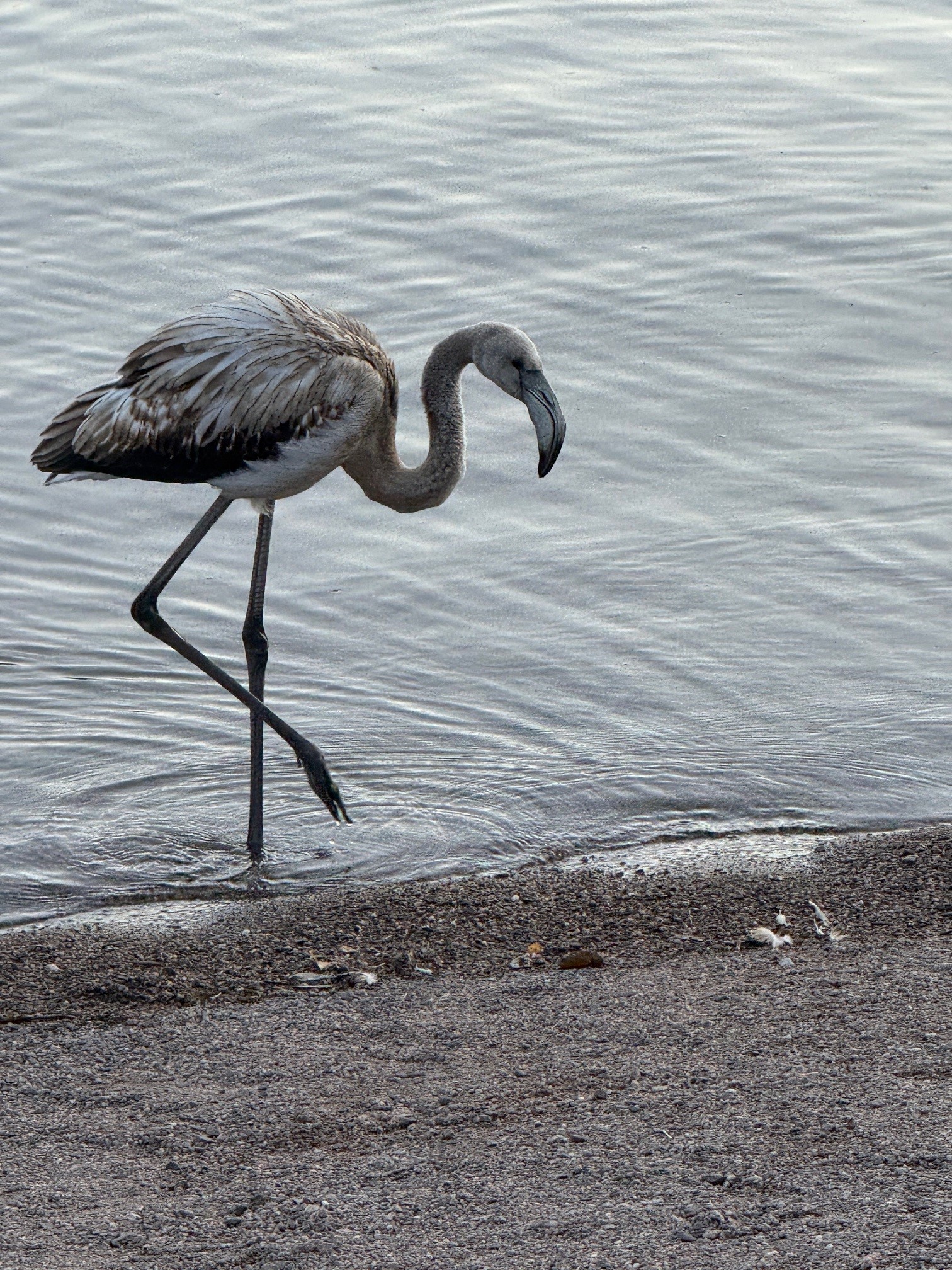 Dieser Flamingo stand plötzlich im Titisee im Schwarzwald.