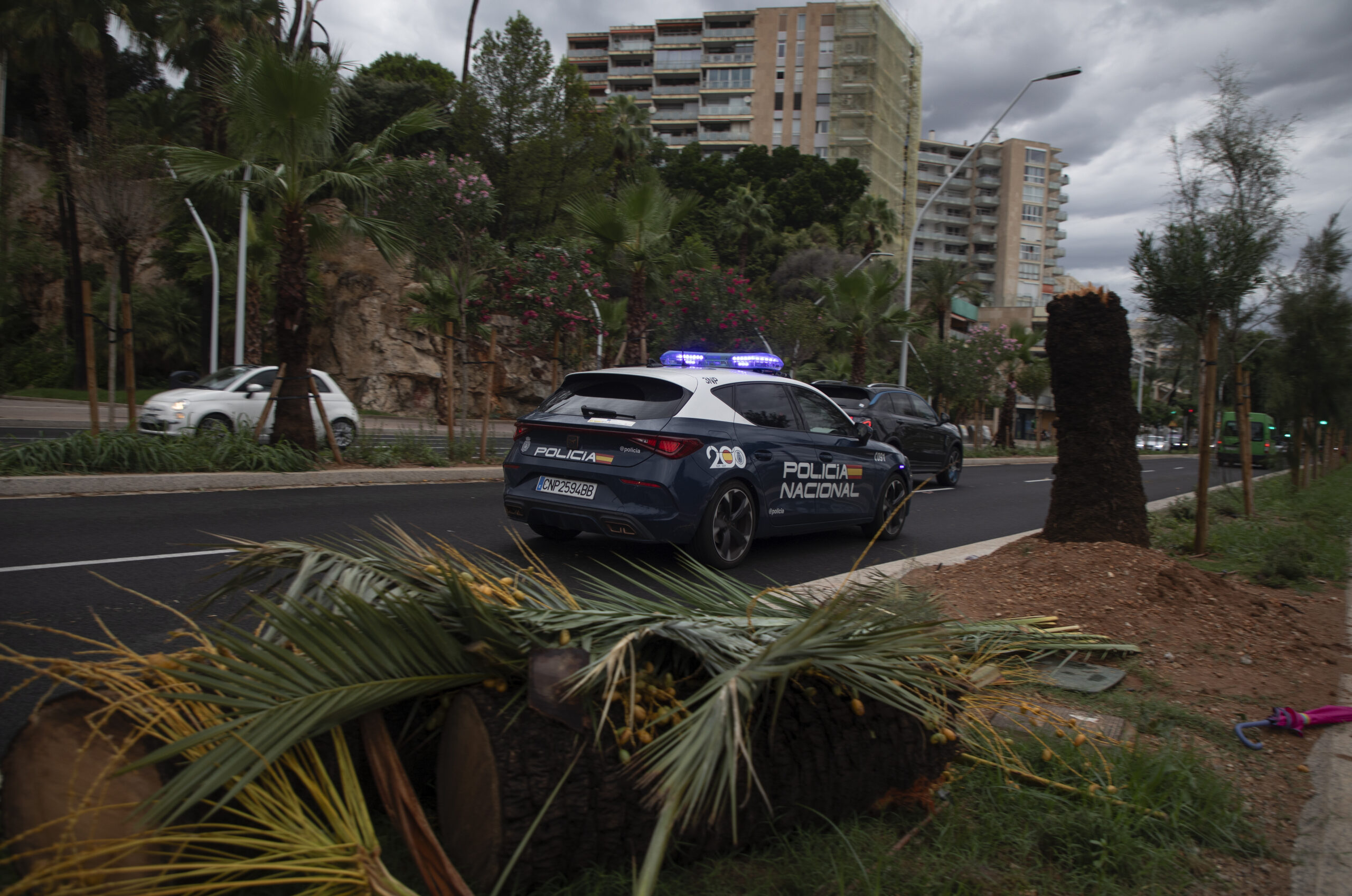 Umgestürzte Palmen an der Strandpromenade von Palma de Mallorca.