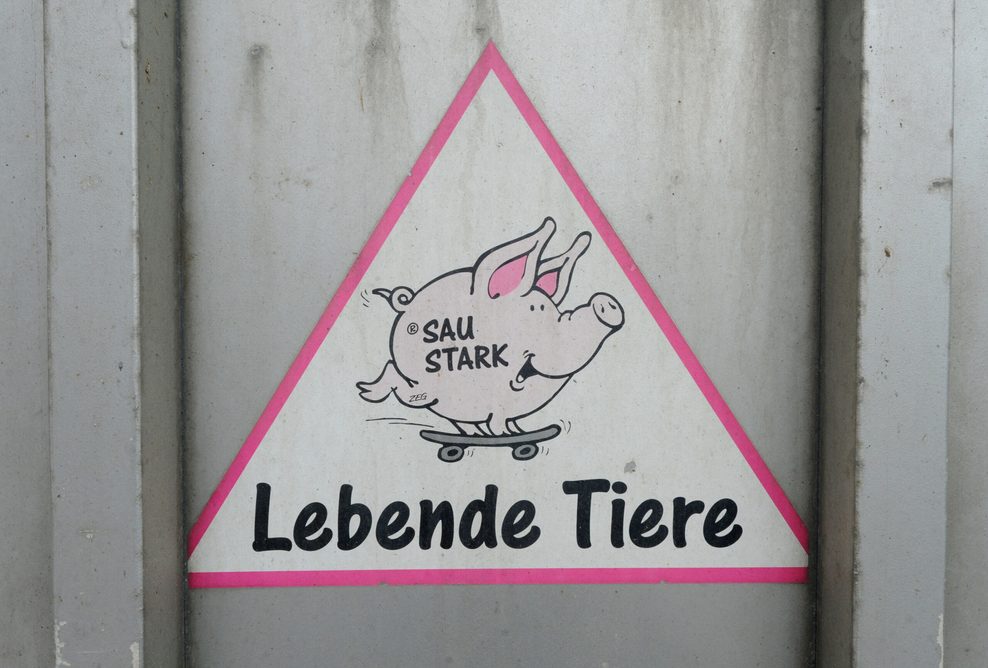 Ein Aufkleber eines Schweins an einem Tiertransporter.