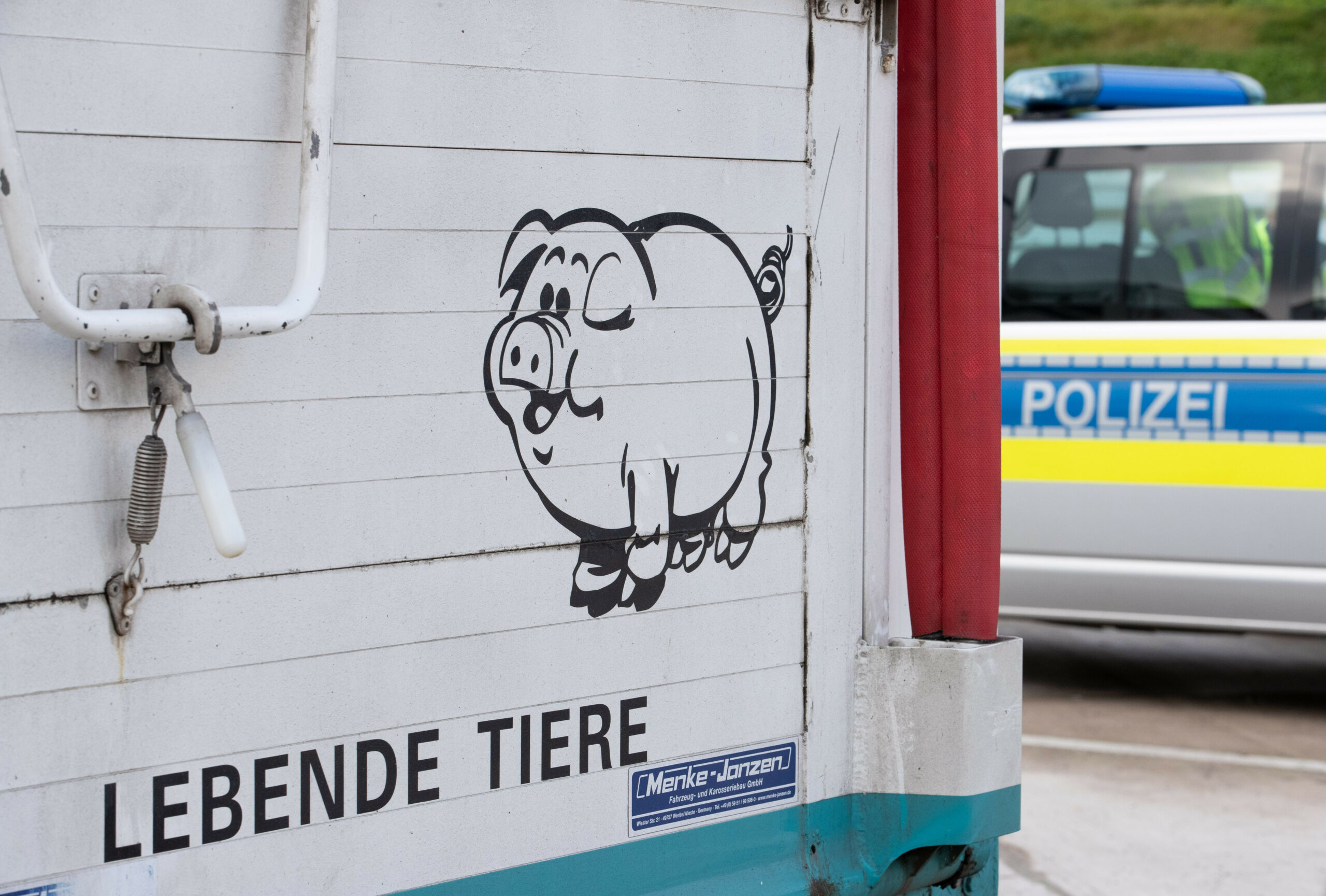 Zeichnung eines Schweins an einem Tiertransporter.