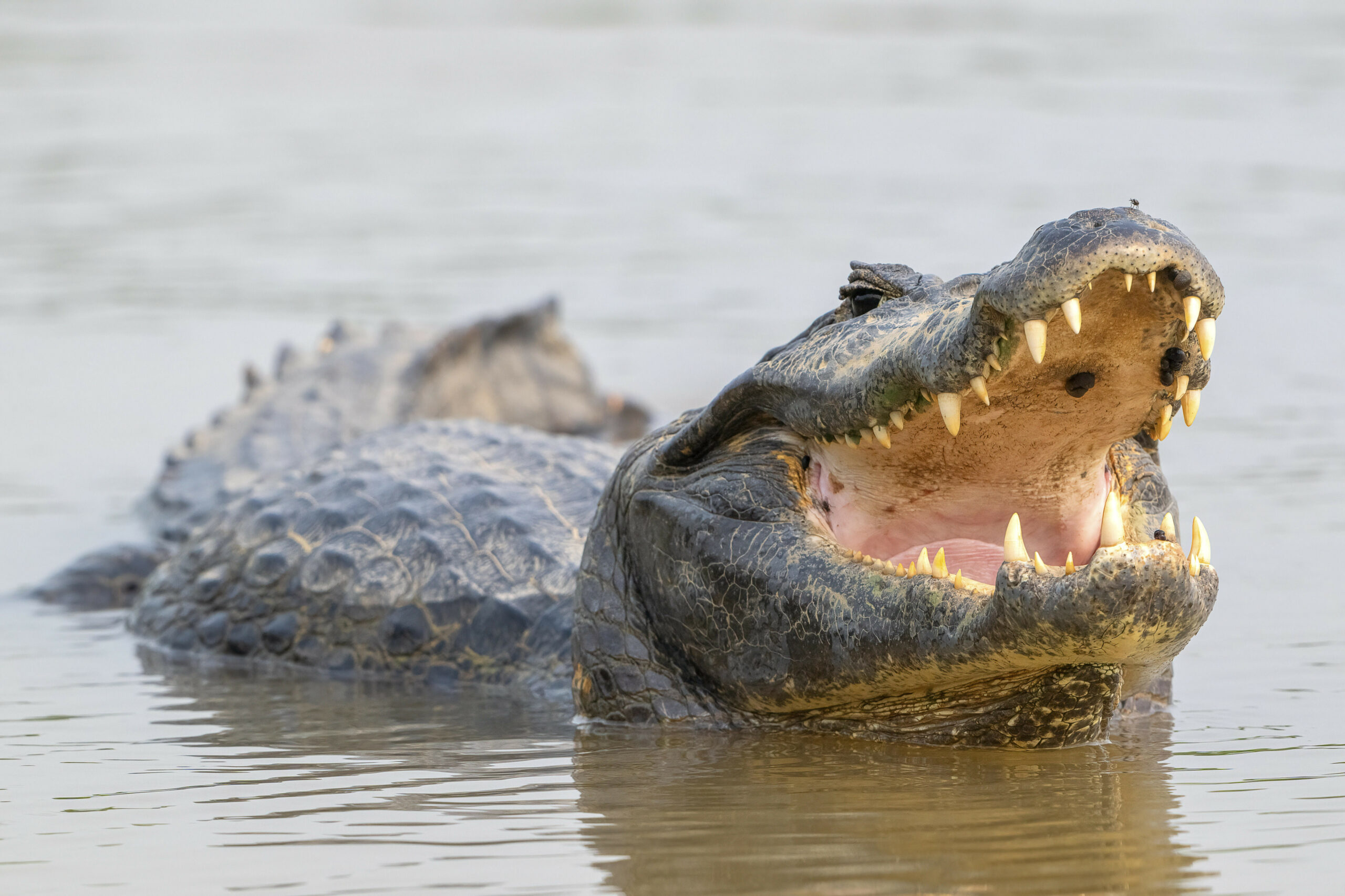 Ein Krokodil im Wasser