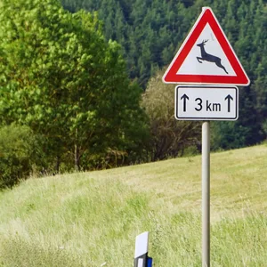 Autofahrer will Wildtier ausweichen und kracht gegen Baum – Lebensgefahr